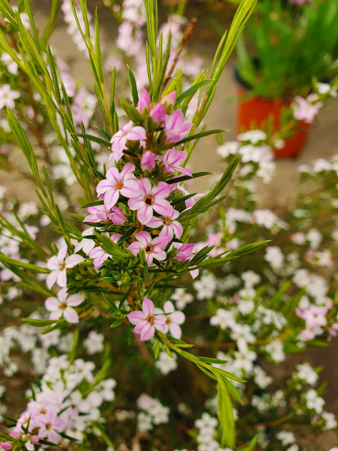 Diosma pink fountain