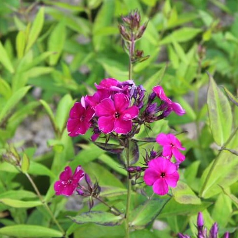 Phlox paniculata adessa purple