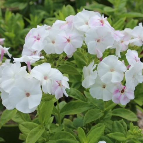 Phlox paniculata adessa white