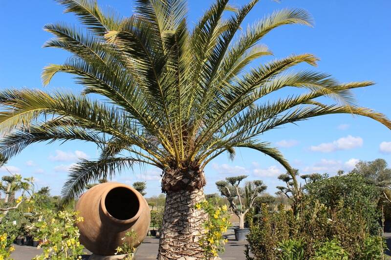 Phoenix canariensis