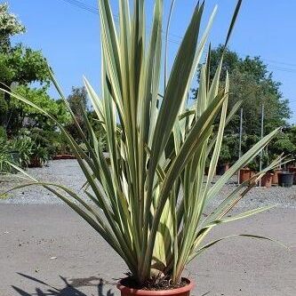 Phormium tenax variegatum