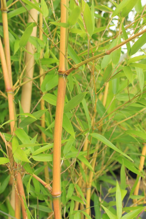 Phyllostachys aureo sulcata spectabilis