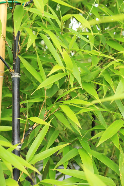 Phyllostachys nigra