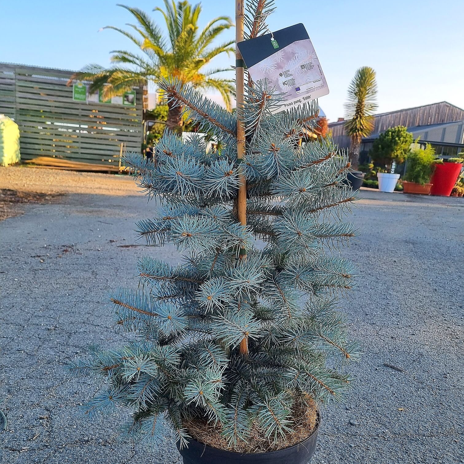 Picea pungens edith