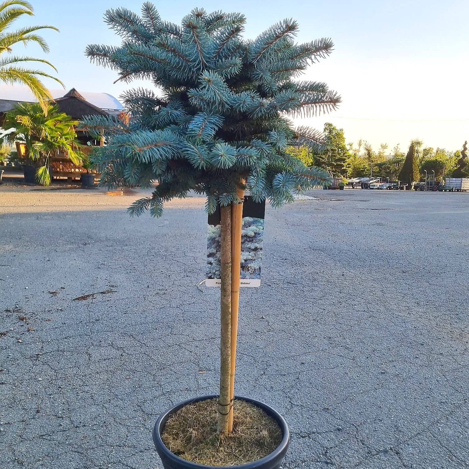 Picea pungens glauca globosa demi-tige