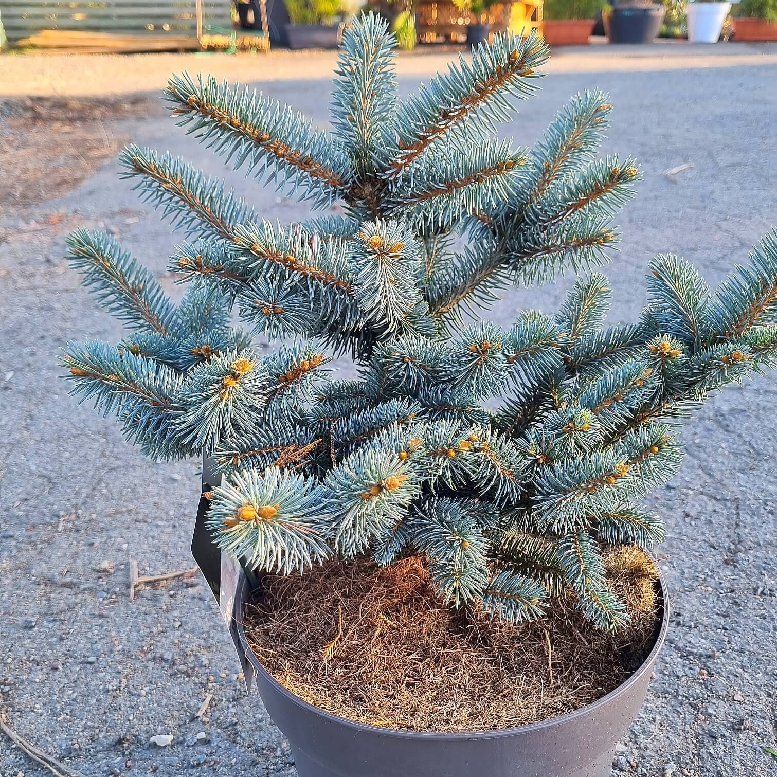 Picea pungens globosa