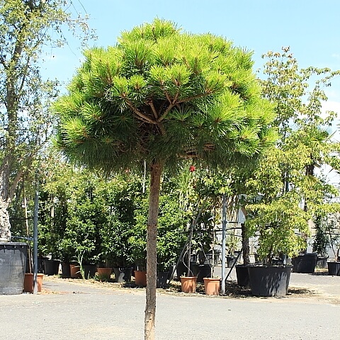 Pinus bregeon 1/2 tige