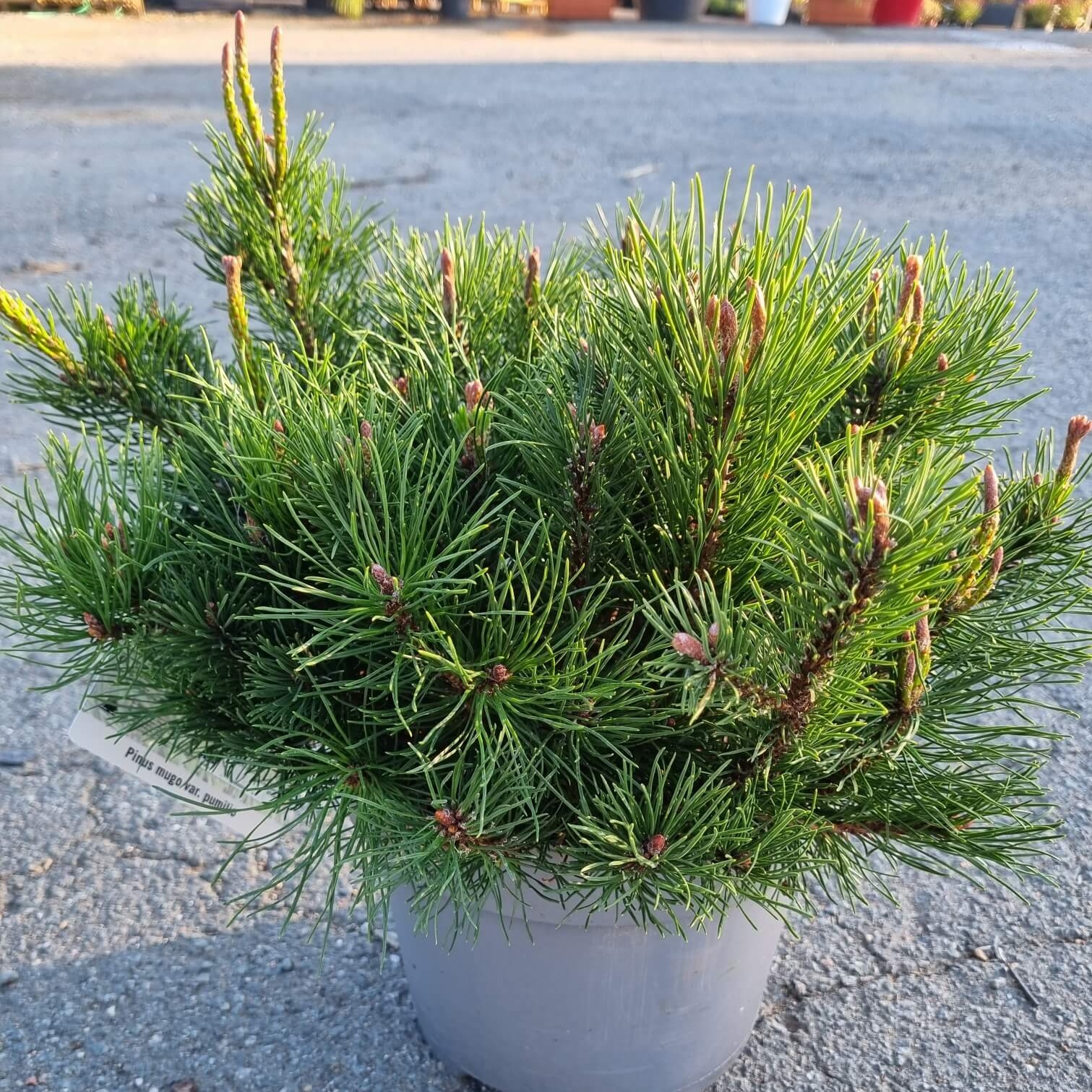 Pinus mugo pumilio