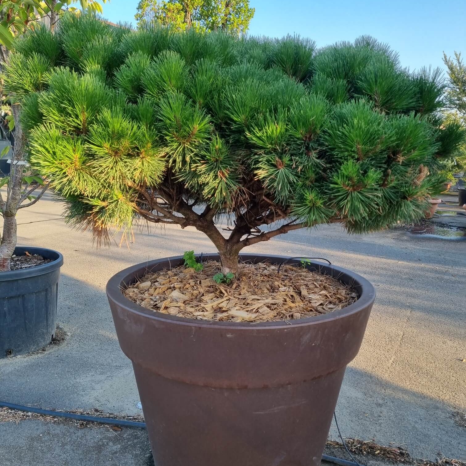 Pinus nigra brepo