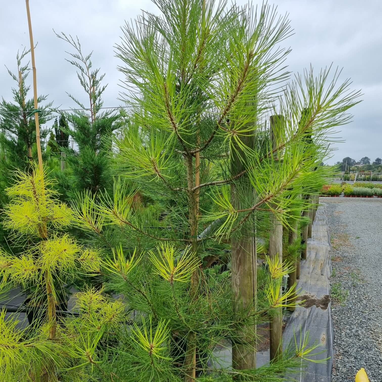 Pinus pinaster