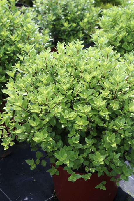 Pittosporum tenuifolium midjet