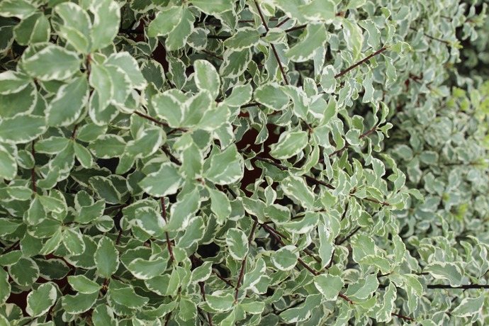 Pittosporum tenuifolium variegatum