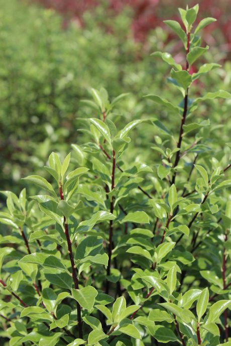 Pittosporum tenuifolium vert