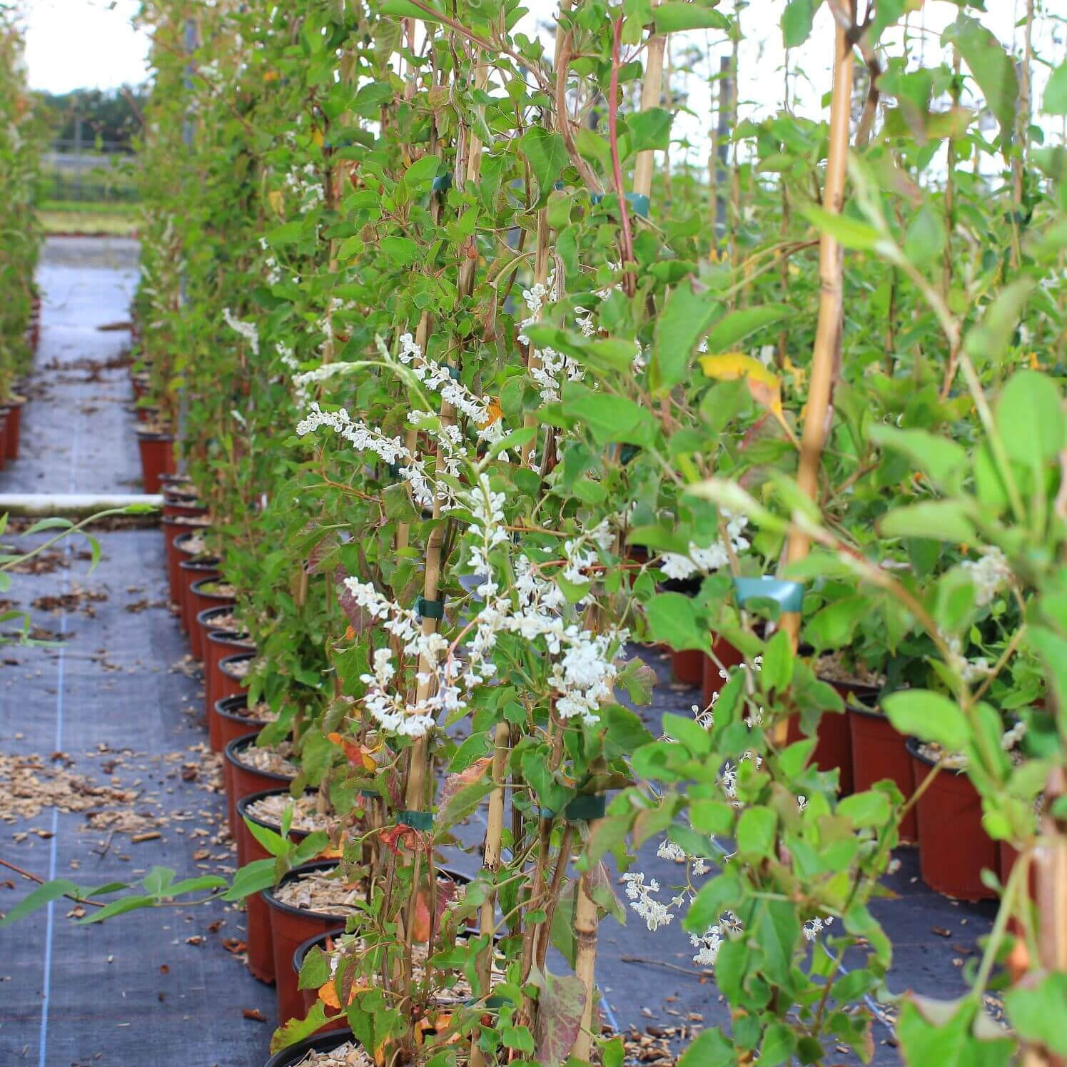 Polygonum aubertii