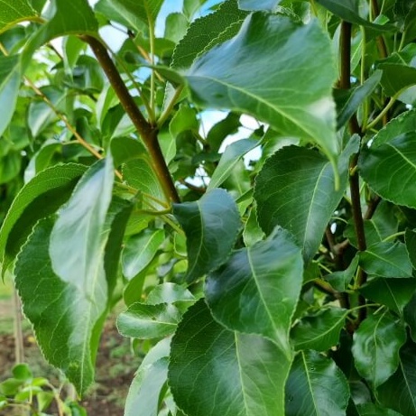 Pyrus calleryana chanticleer