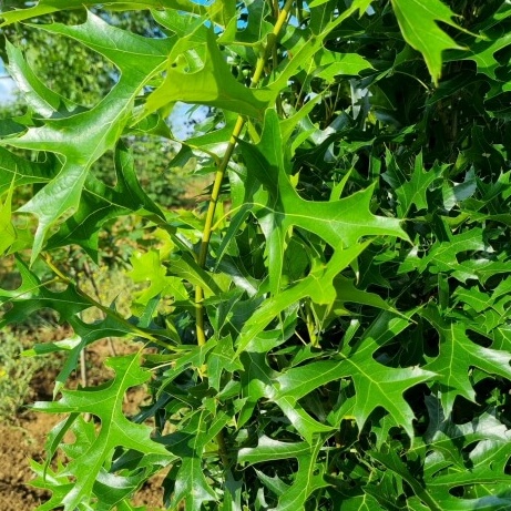 Quercus palustris green pillar