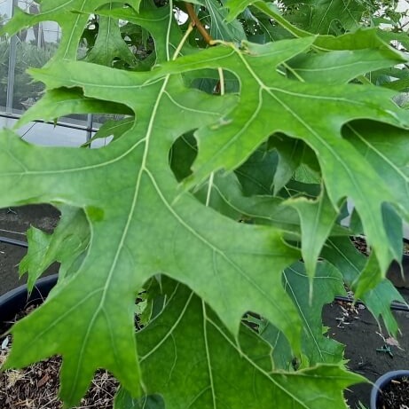 Quercus palustris