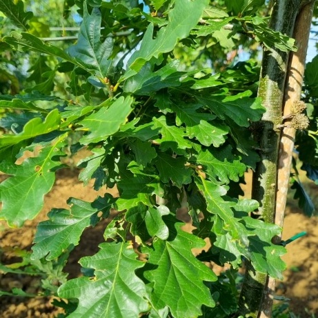 Quercus petraea