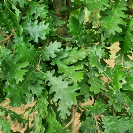 Quercus pubescens