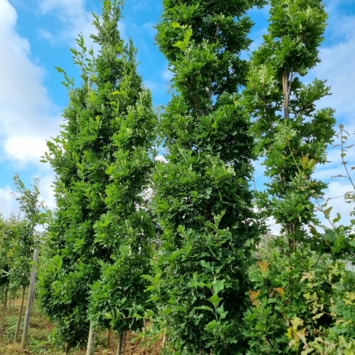 Quercus robur crimschmit