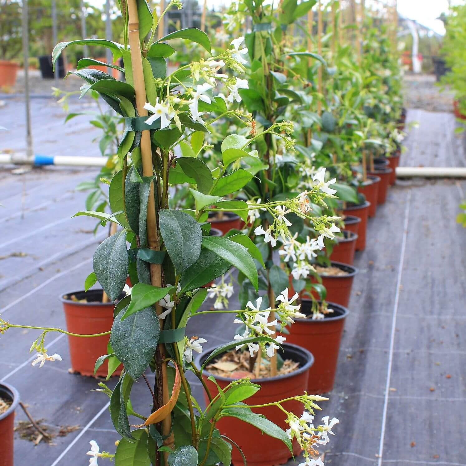 Rhyncospermum jasminoides