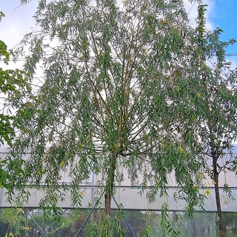 Salix alba tristis