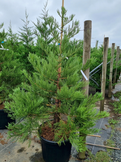 Sequoia gigantea