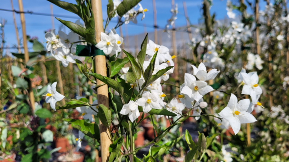 Solanum jaminoides blanc