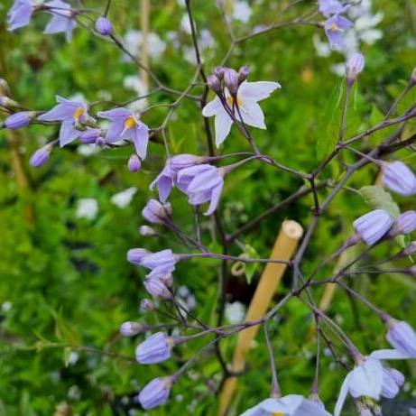 Solanum jasminoides bleu