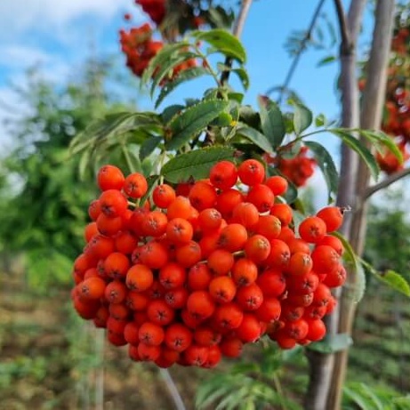 Sorbus aucuparia