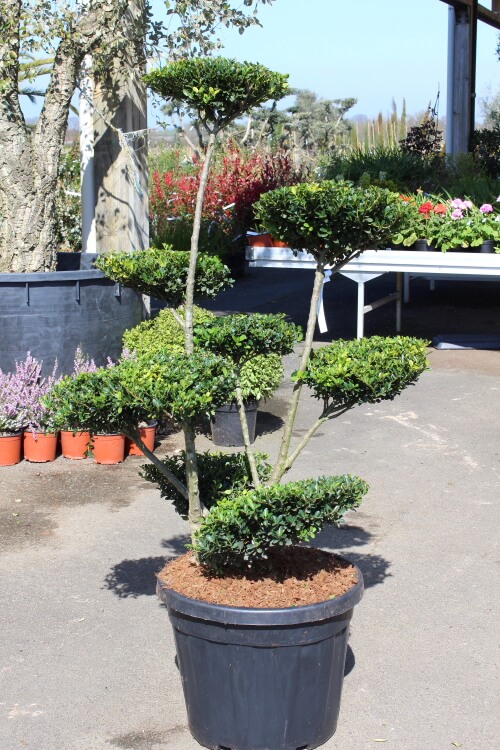 Ilex crenata green edge