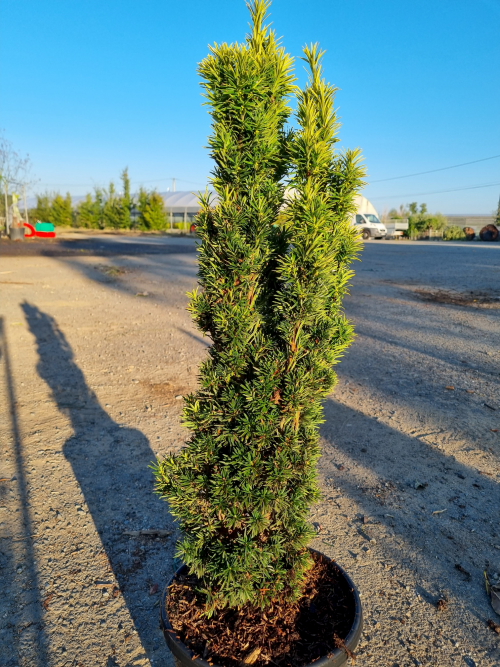 Taxus baccata fastigiata aurea