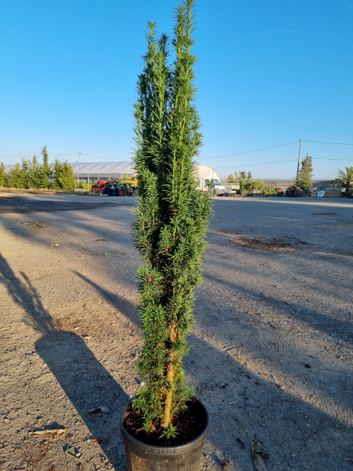 Taxus baccata fastigiata