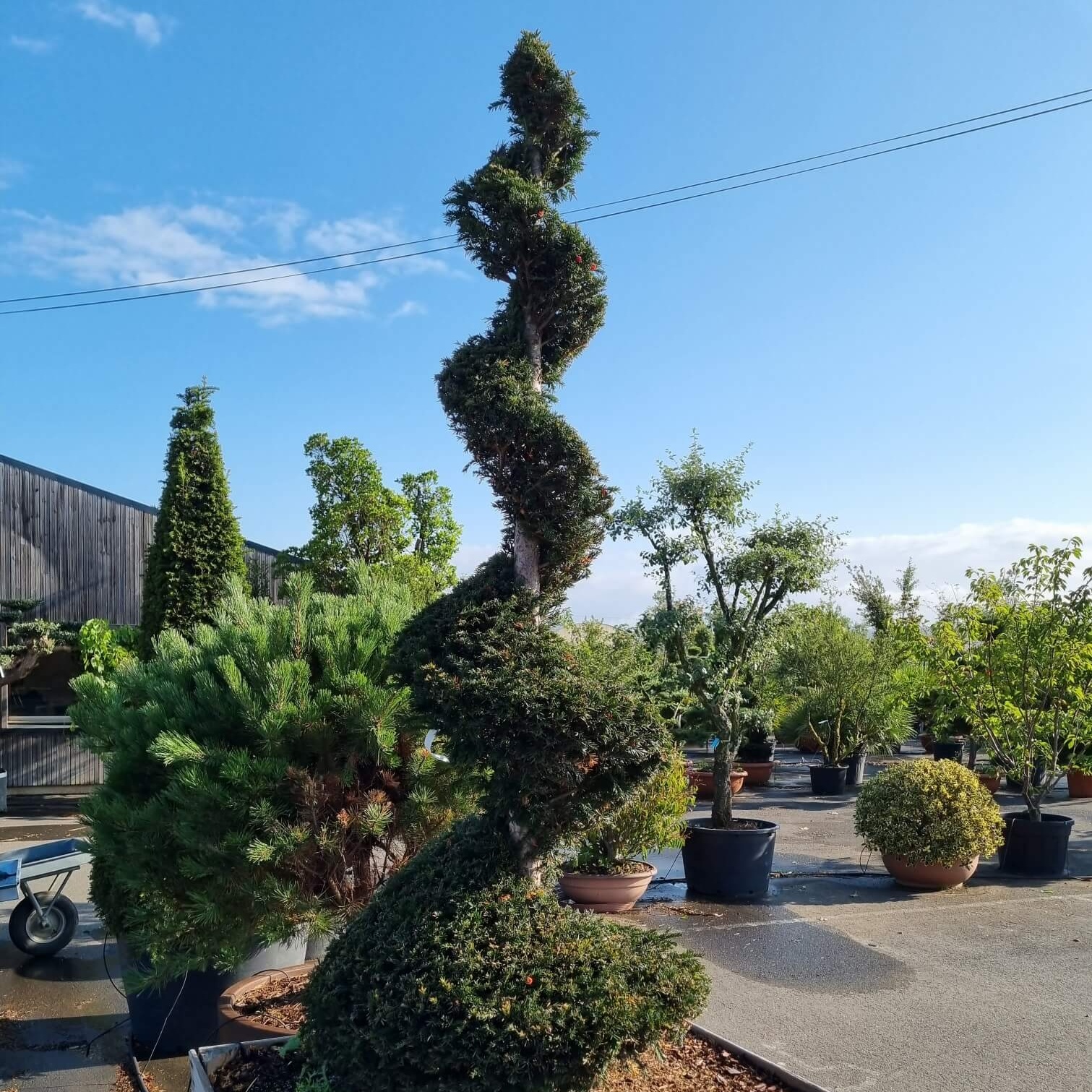 Taxus baccata spirale