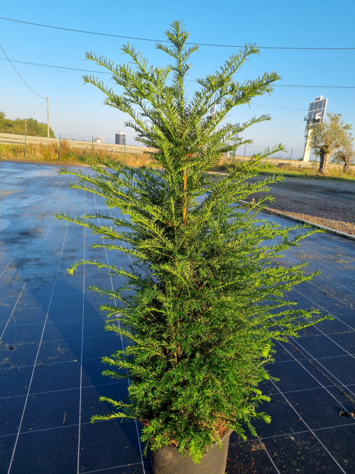 Taxus baccata