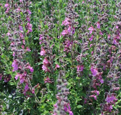 Teucrium chamaedrys