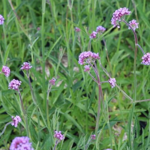 Verbena bonariensis