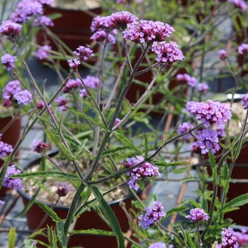 Verbena lollipops