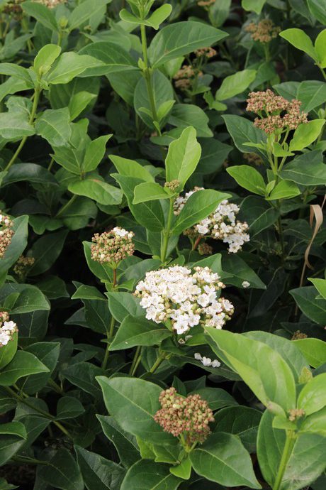 Viburnum tinus grandiflorum