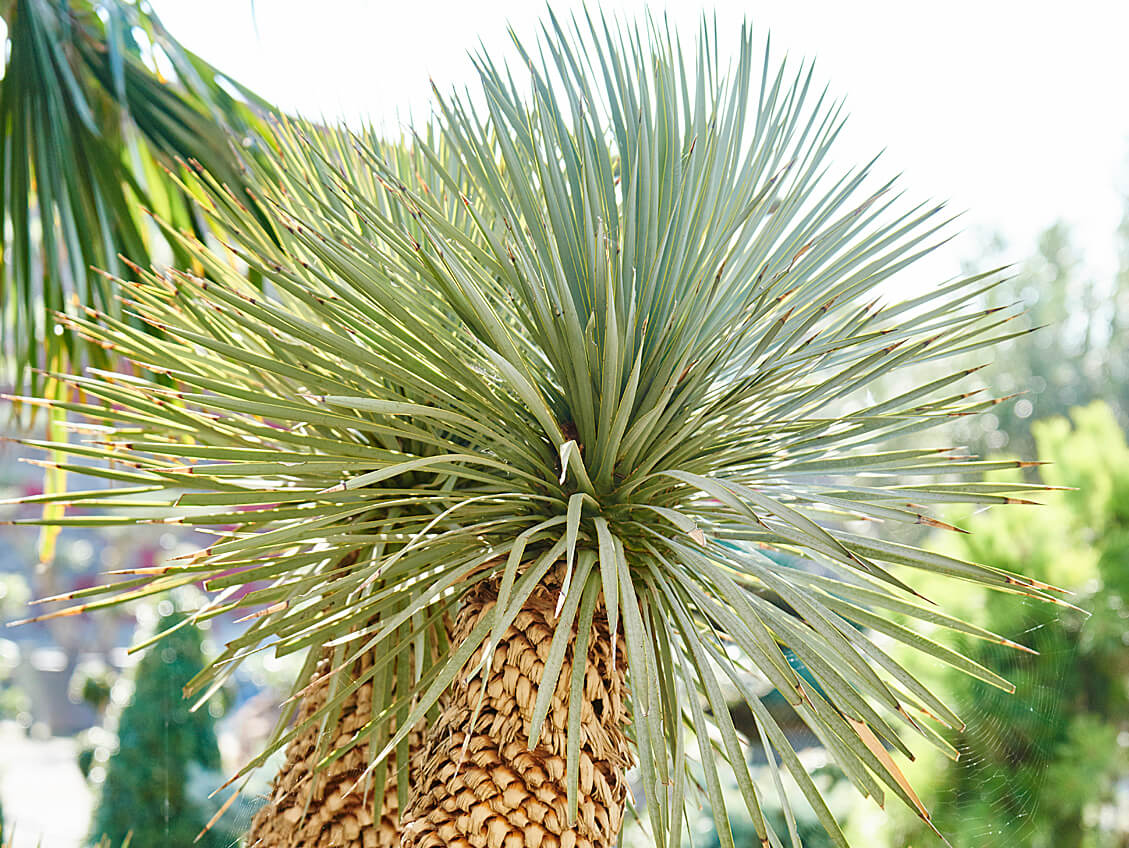 Yucca rostrata