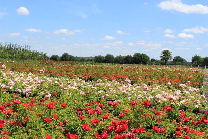 carre-rosiers