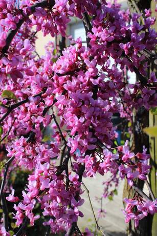 cercis siliquastrum lavander twist