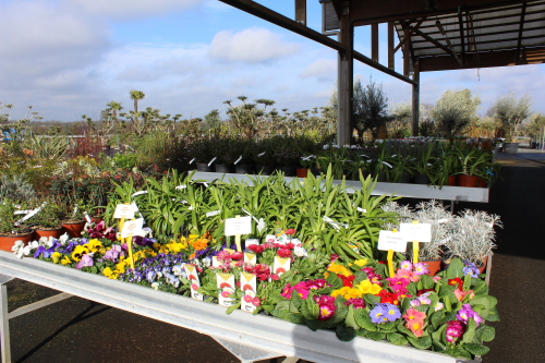 Fleurs et plants de légumes