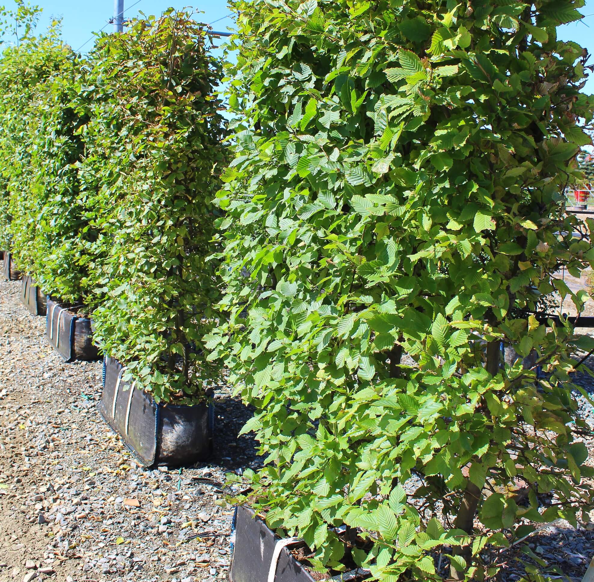 haie préformée carpinus betulus