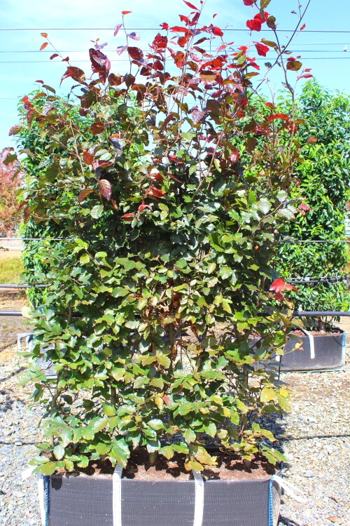 haie préformée fagus purpurea