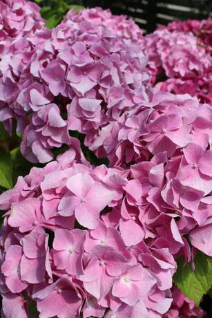 Hortensia