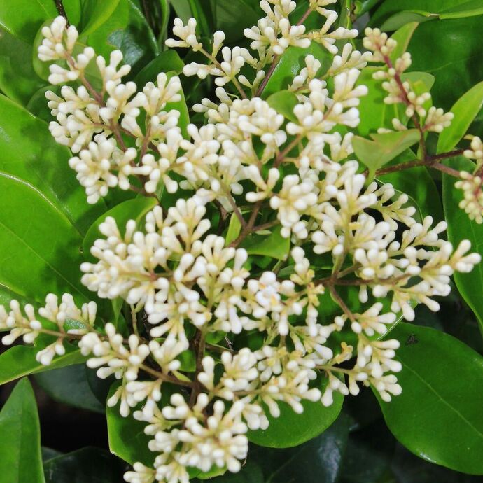 Ligustrum texanum