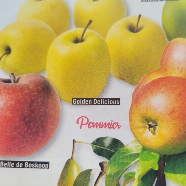 pomme