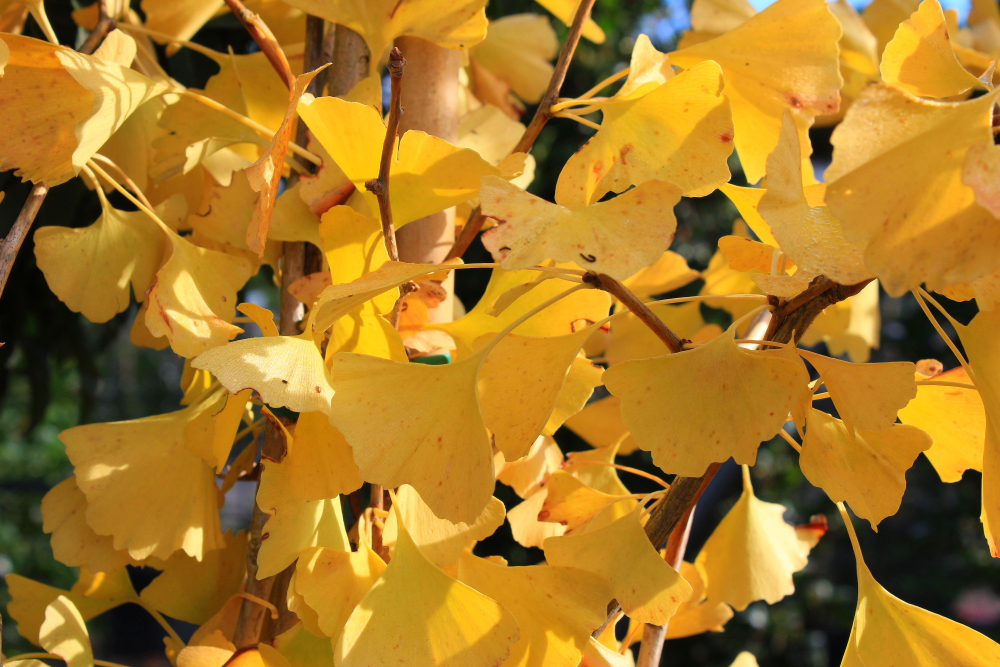 presentation arbres Ginkgo biloba