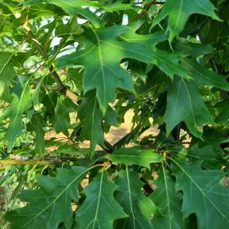 Quercus rubra